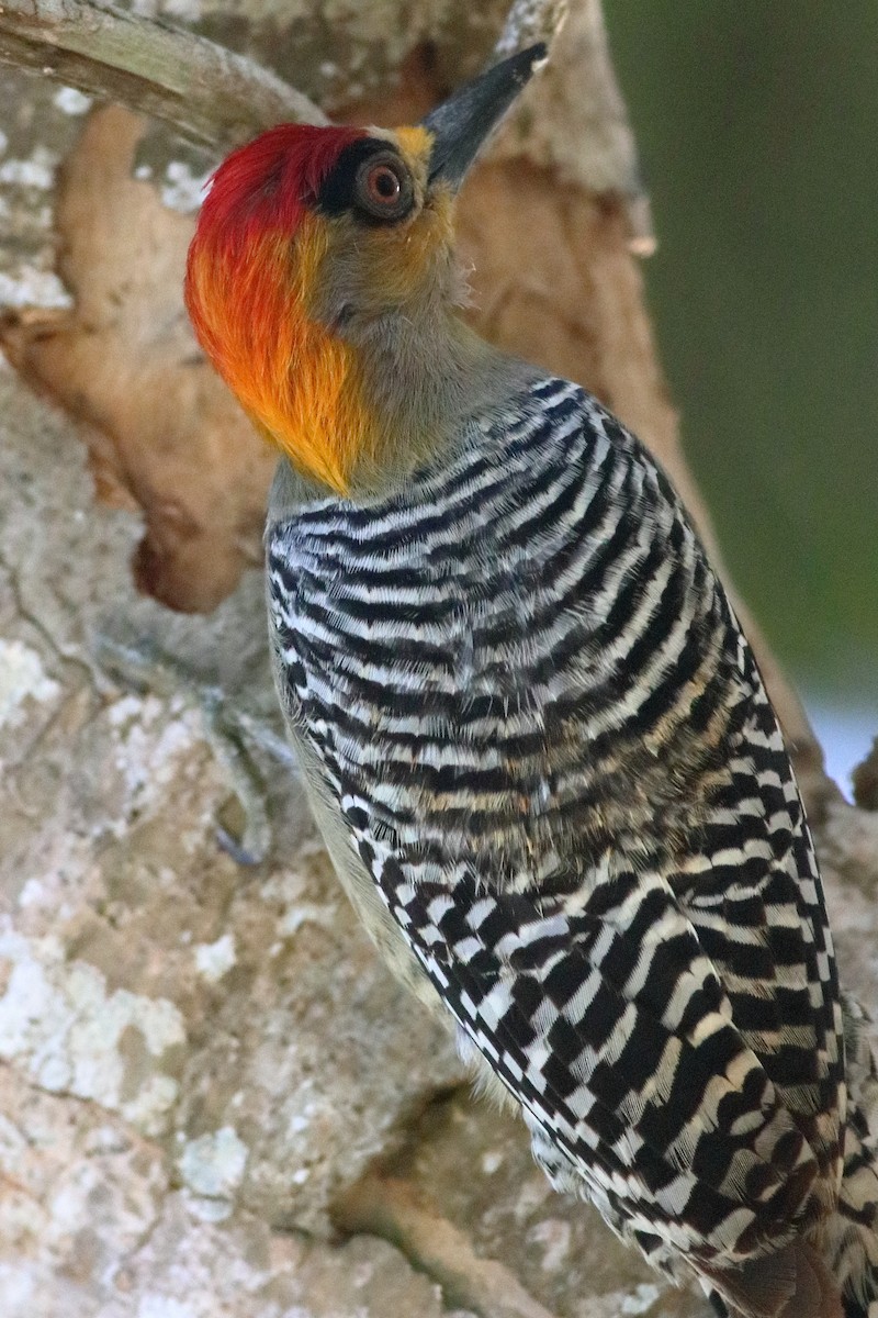 Golden-cheeked Woodpecker - ML615516230