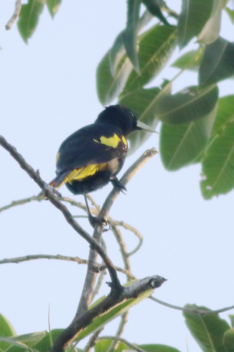Yellow-winged Cacique - ML615516247