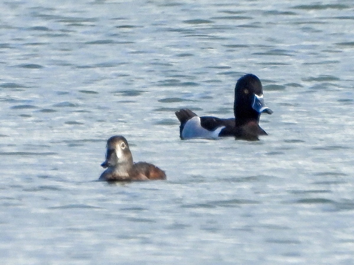Ring-necked Duck - ML615516348