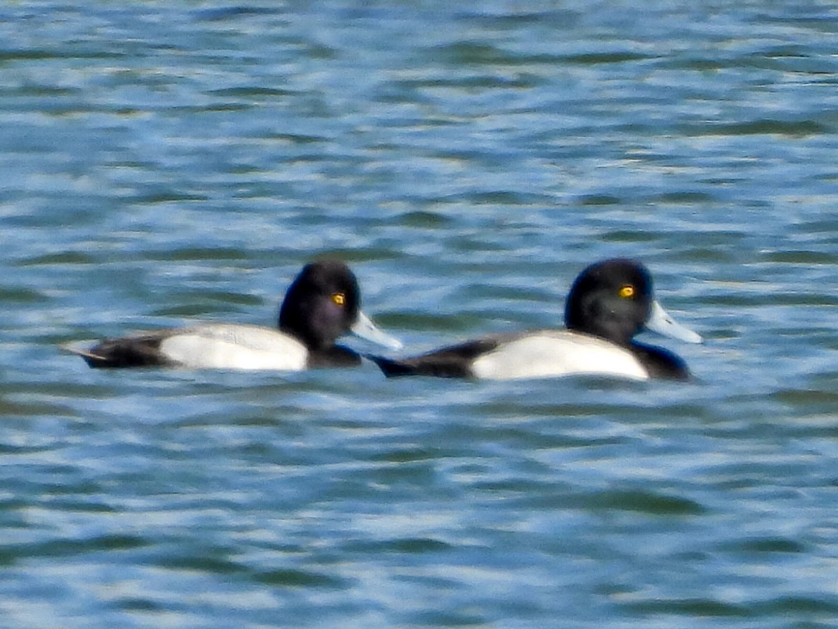 Greater Scaup - ML615516385