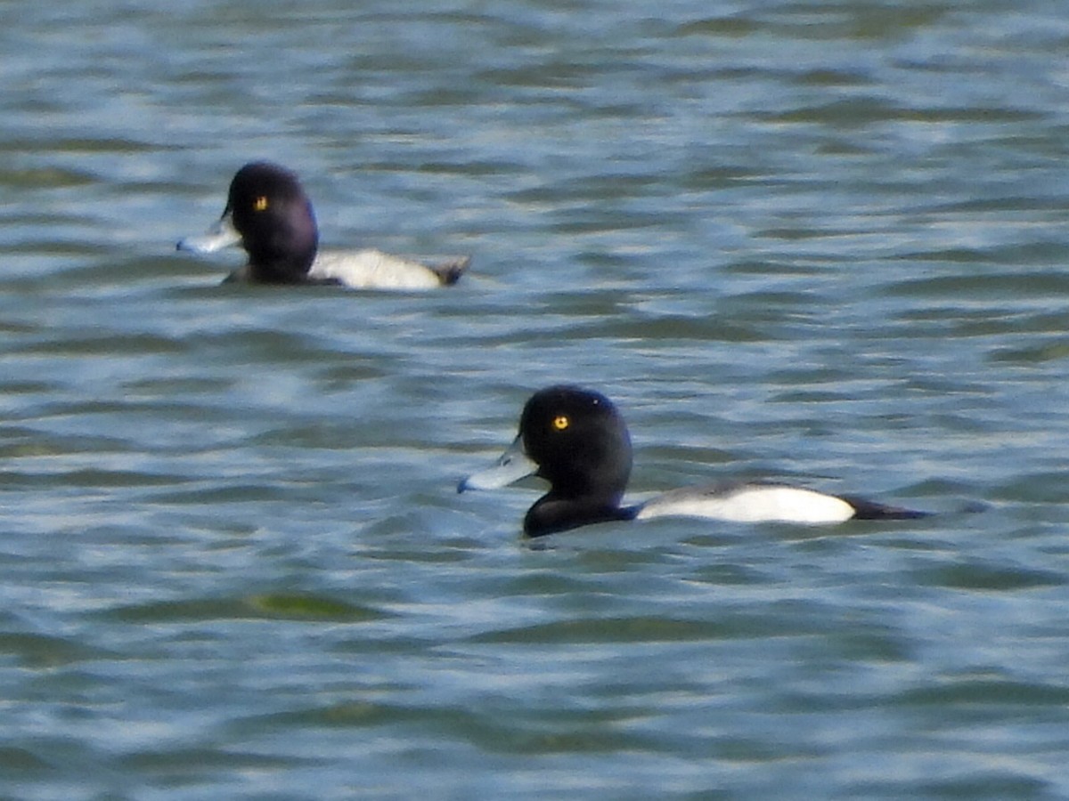 Greater Scaup - ML615516387
