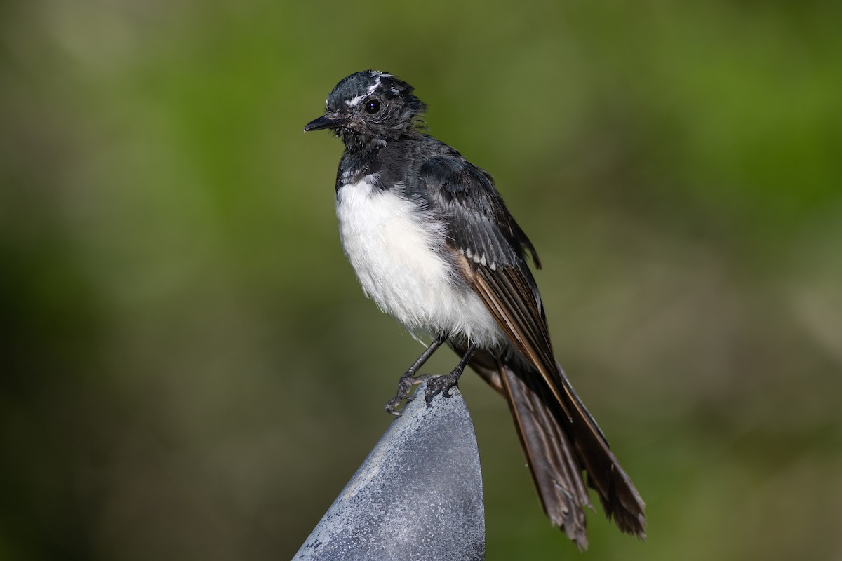 Willie-wagtail - ML615516423