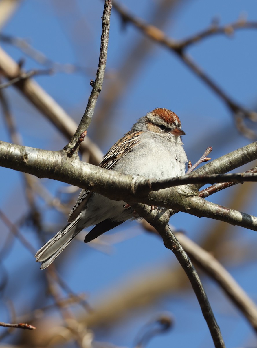 Chipping Sparrow - ML615516537