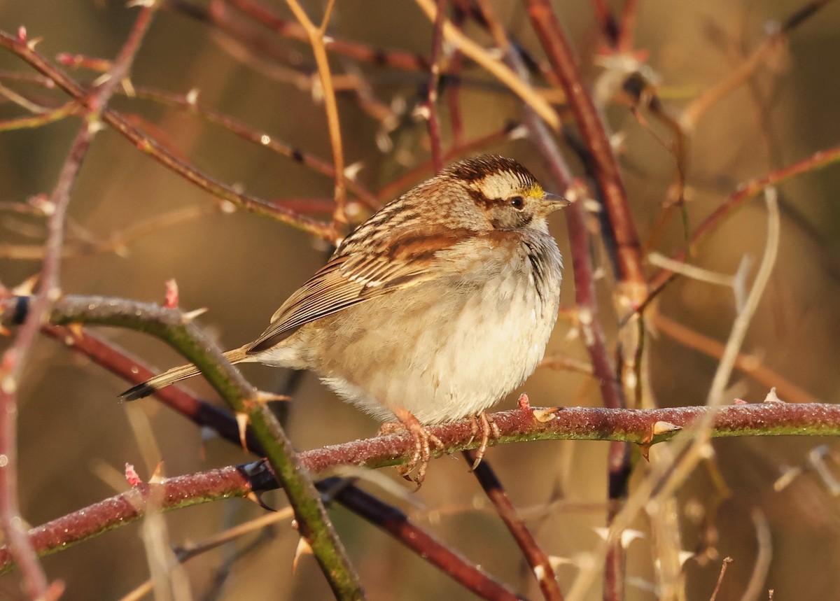 White-throated Sparrow - Jim Stasz