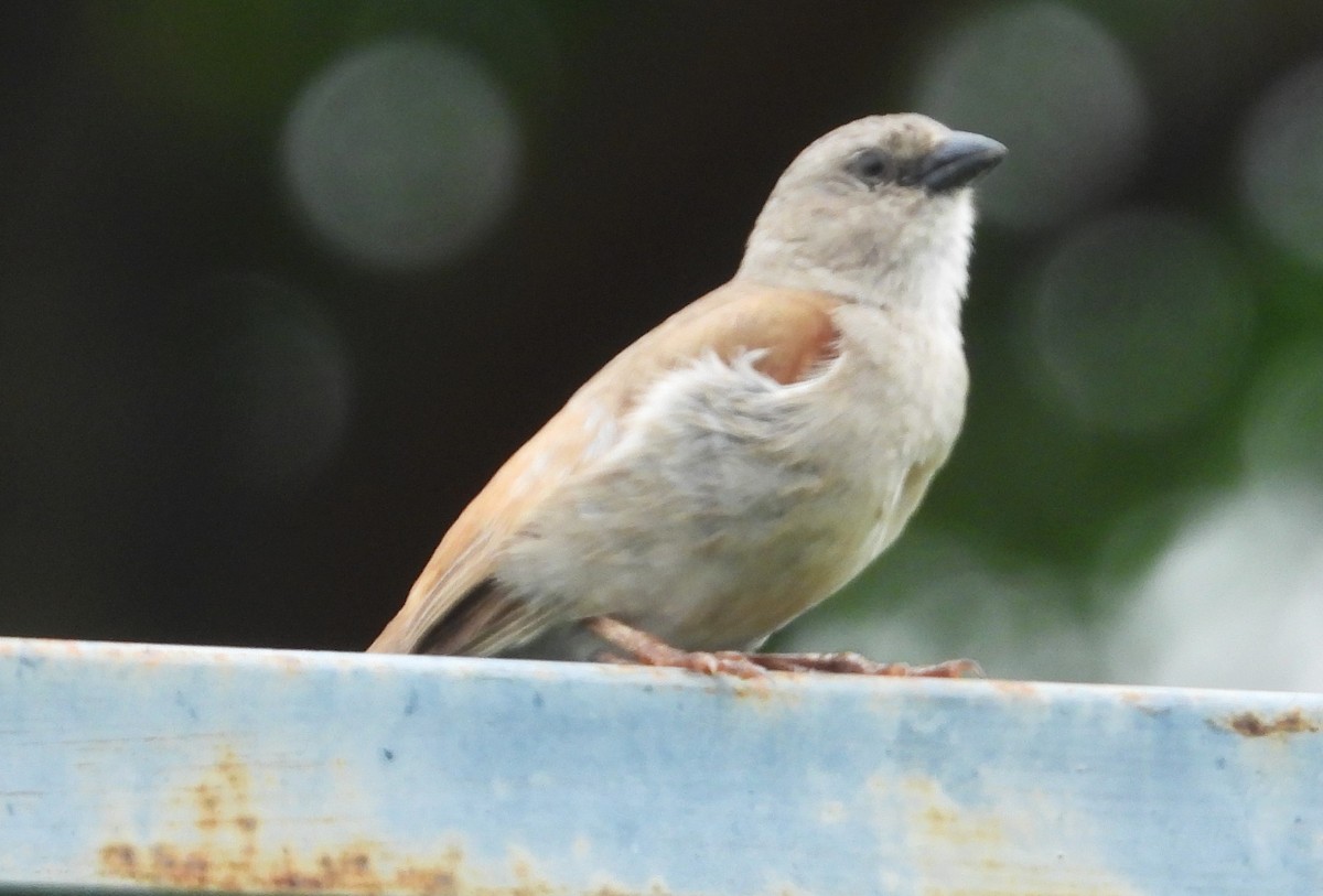 Southern Gray-headed Sparrow - ML615516693