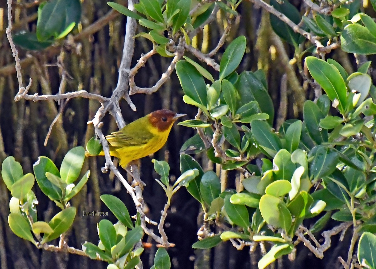 Yellow Warbler (Mangrove) - Linn H