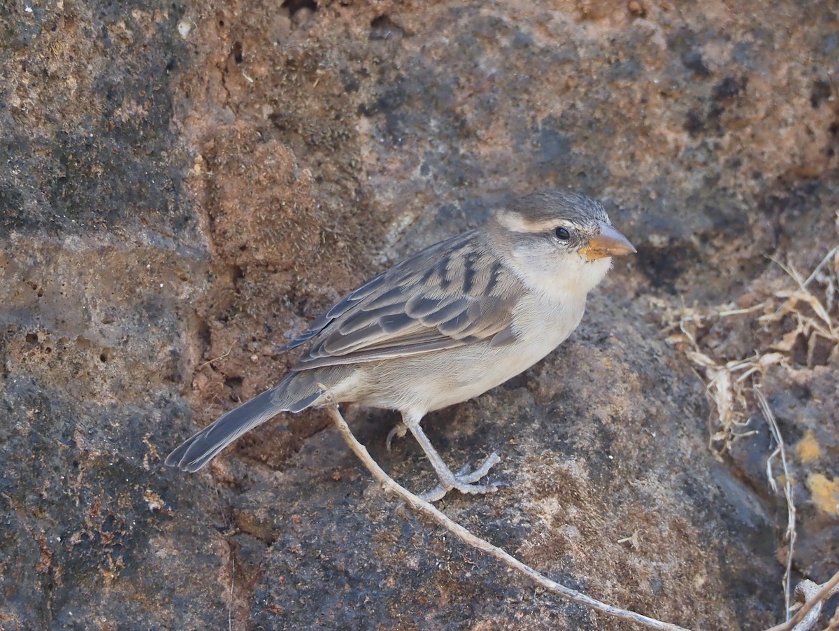 Cape Verde Sparrow - ML615516789