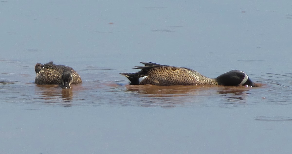 Blue-winged Teal - Constance Vigno