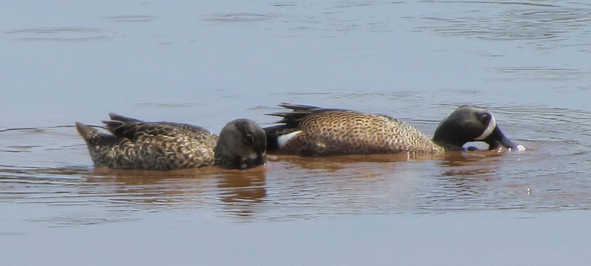 Blue-winged Teal - ML615516829