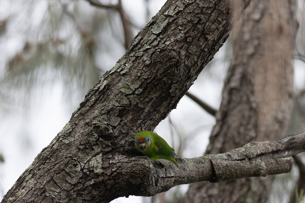 Double-eyed Fig-Parrot - Max  Chalfin-Jacobs