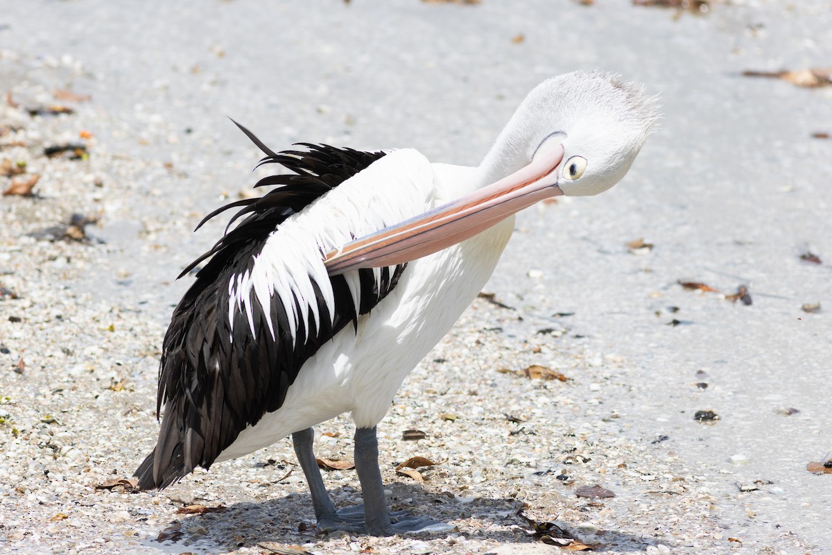 pelikán australský - ML615516897