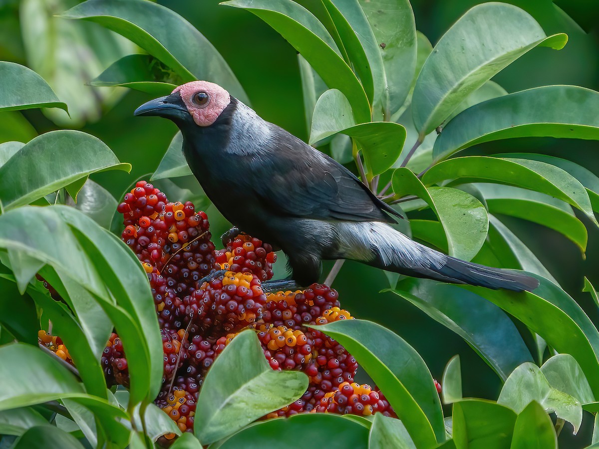 Coleto - Sarcops calvus - Birds of the World