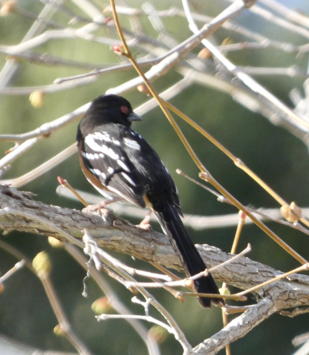 Spotted Towhee - ML615517071