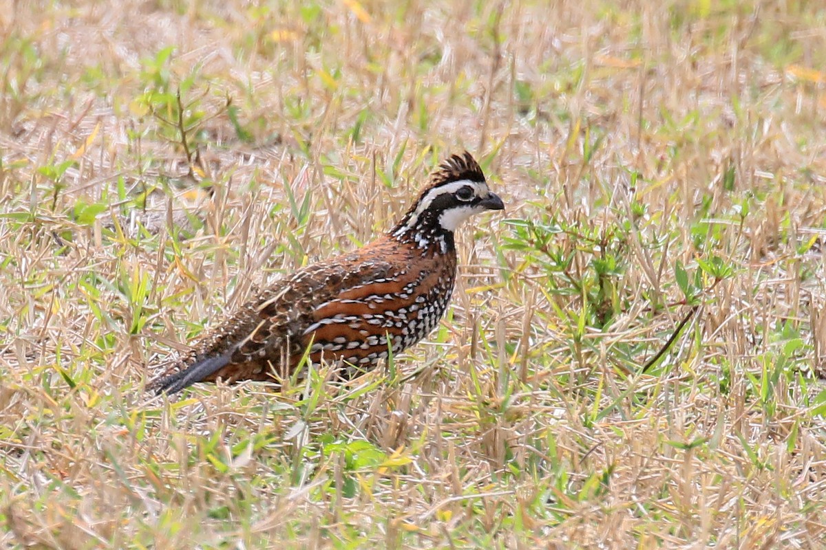 EBird Checklist 1 Mar 2024 Wildflower Preserve 21 Species   1200