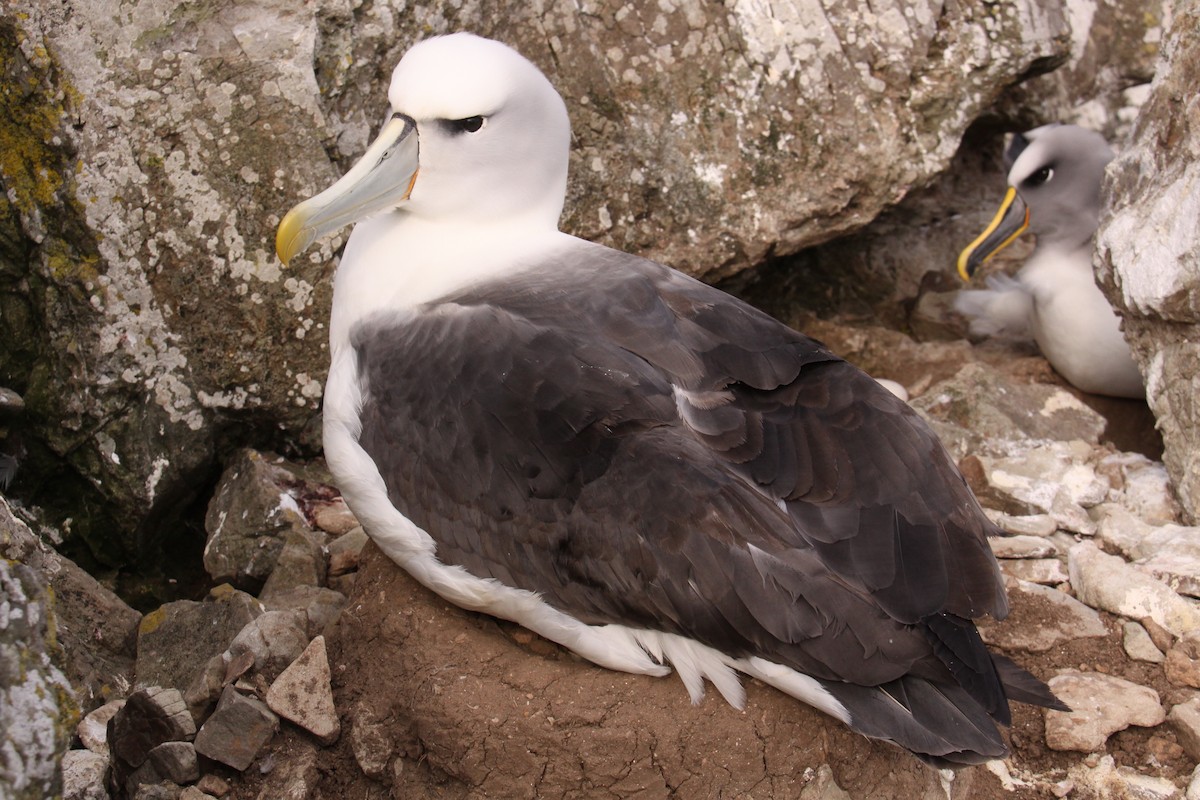 White-capped Albatross - Mark Fraser