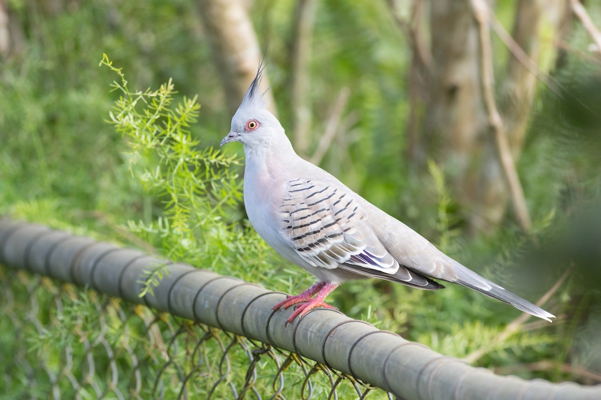 Crested Pigeon - Max  Chalfin-Jacobs