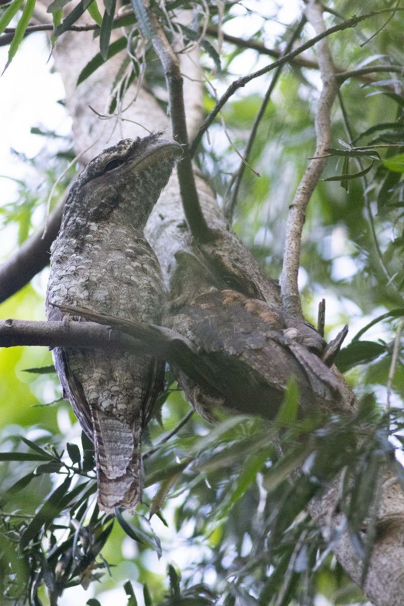 Papuan Frogmouth - ML615517364
