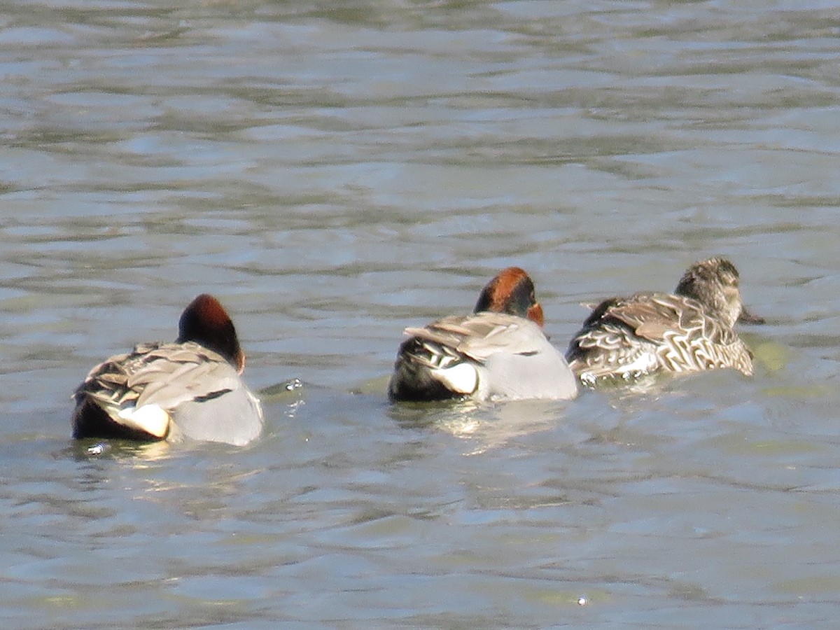 Green-winged Teal - ML615517436