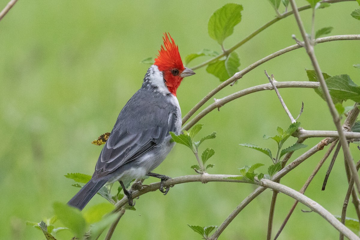 Red-crested Cardinal - ML615517449