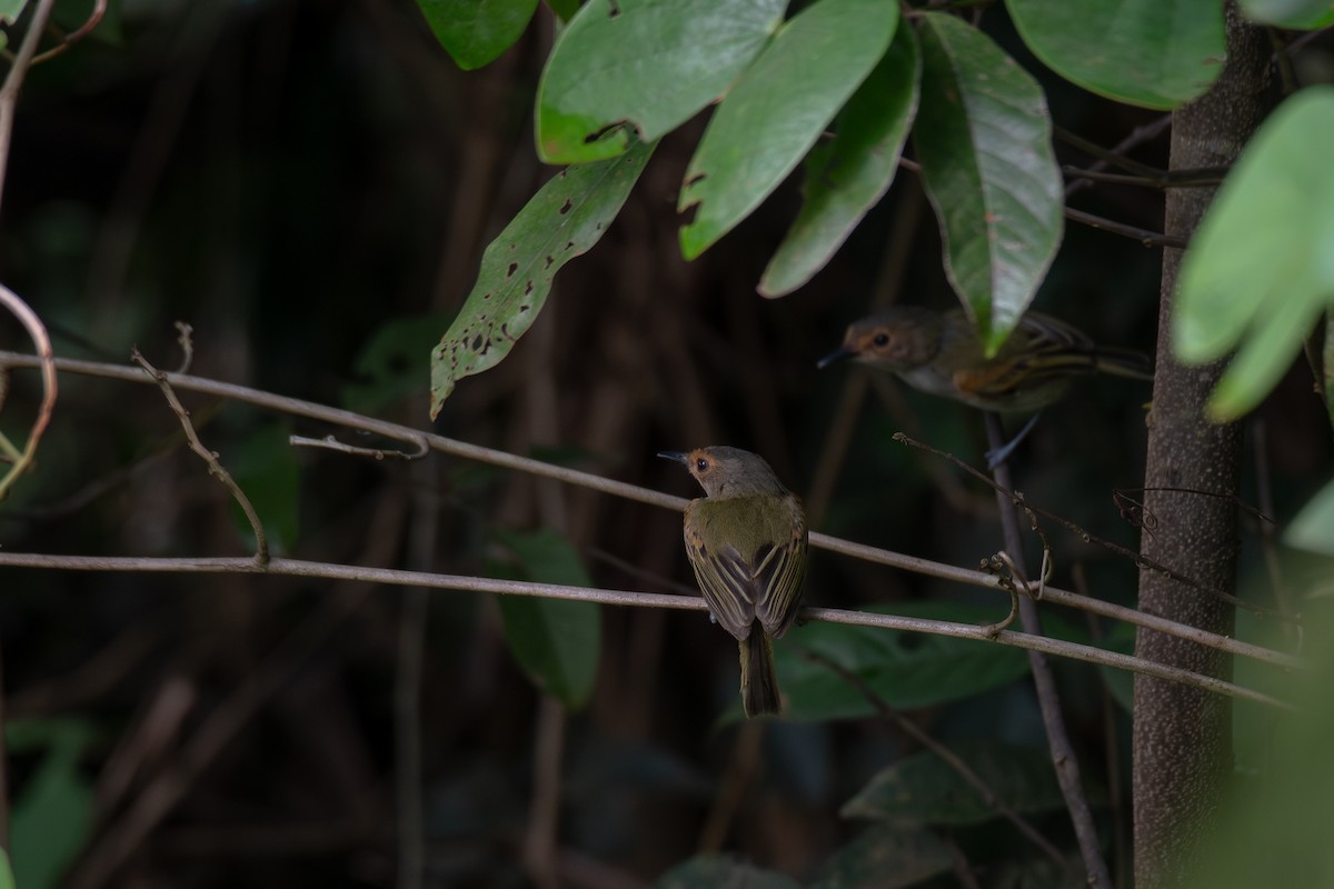 Rusty-fronted Tody-Flycatcher - ML615517469