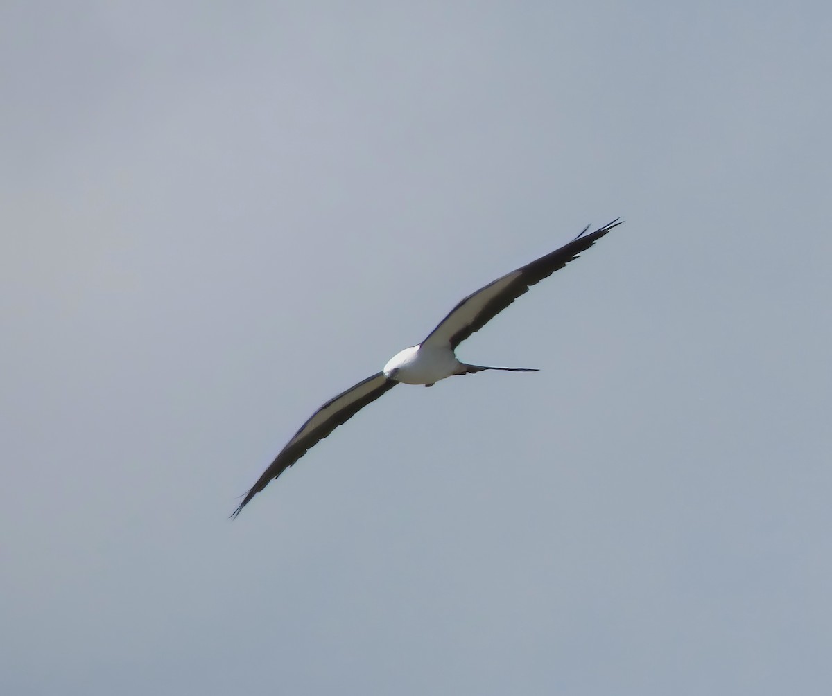 Swallow-tailed Kite - ML615517511