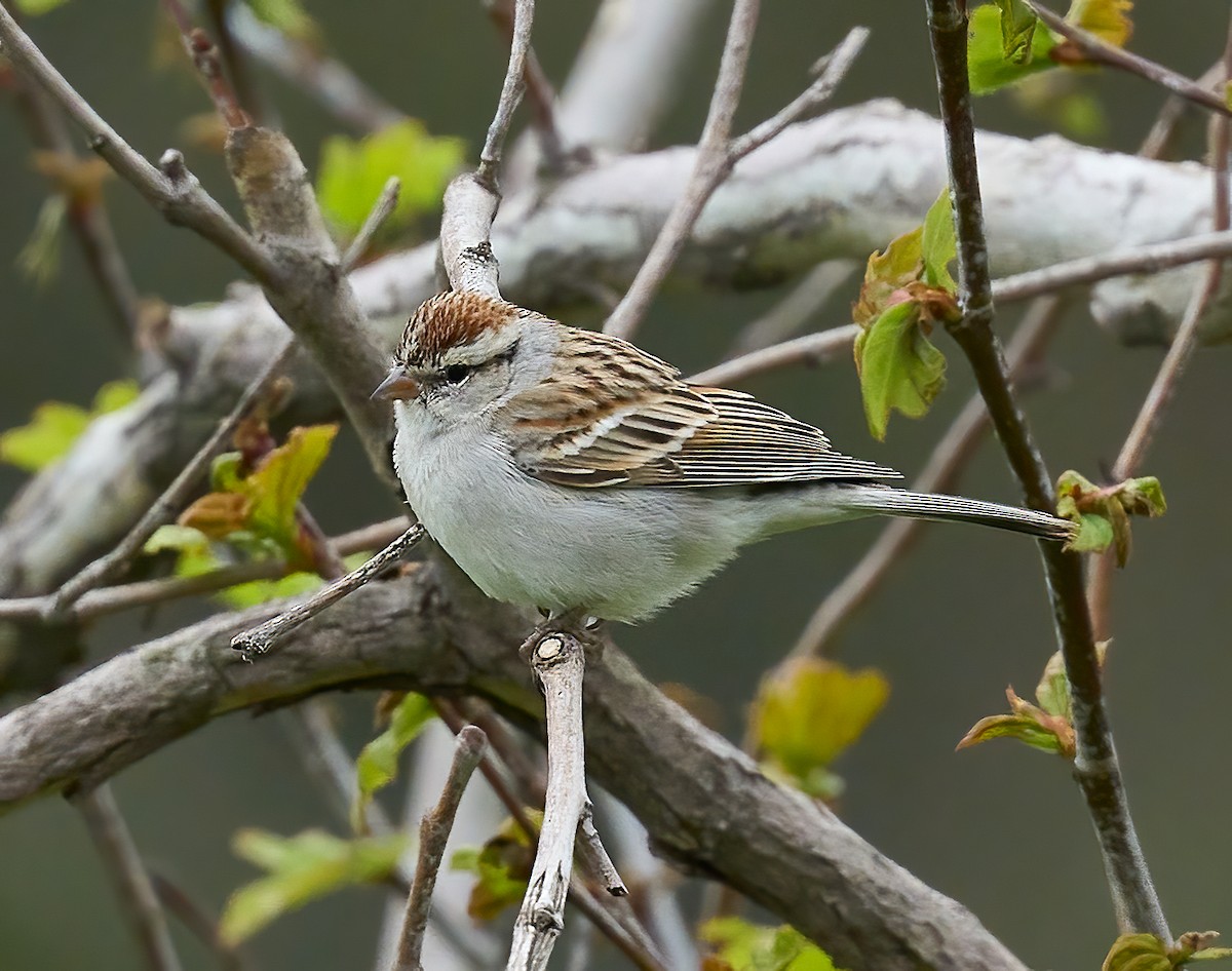 Chipping Sparrow - ML615518072