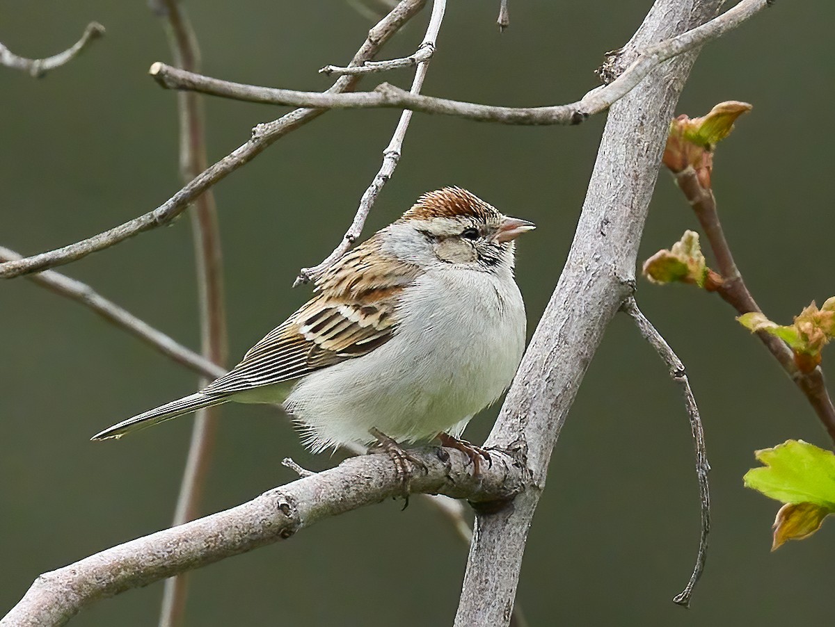 Chipping Sparrow - ML615518075
