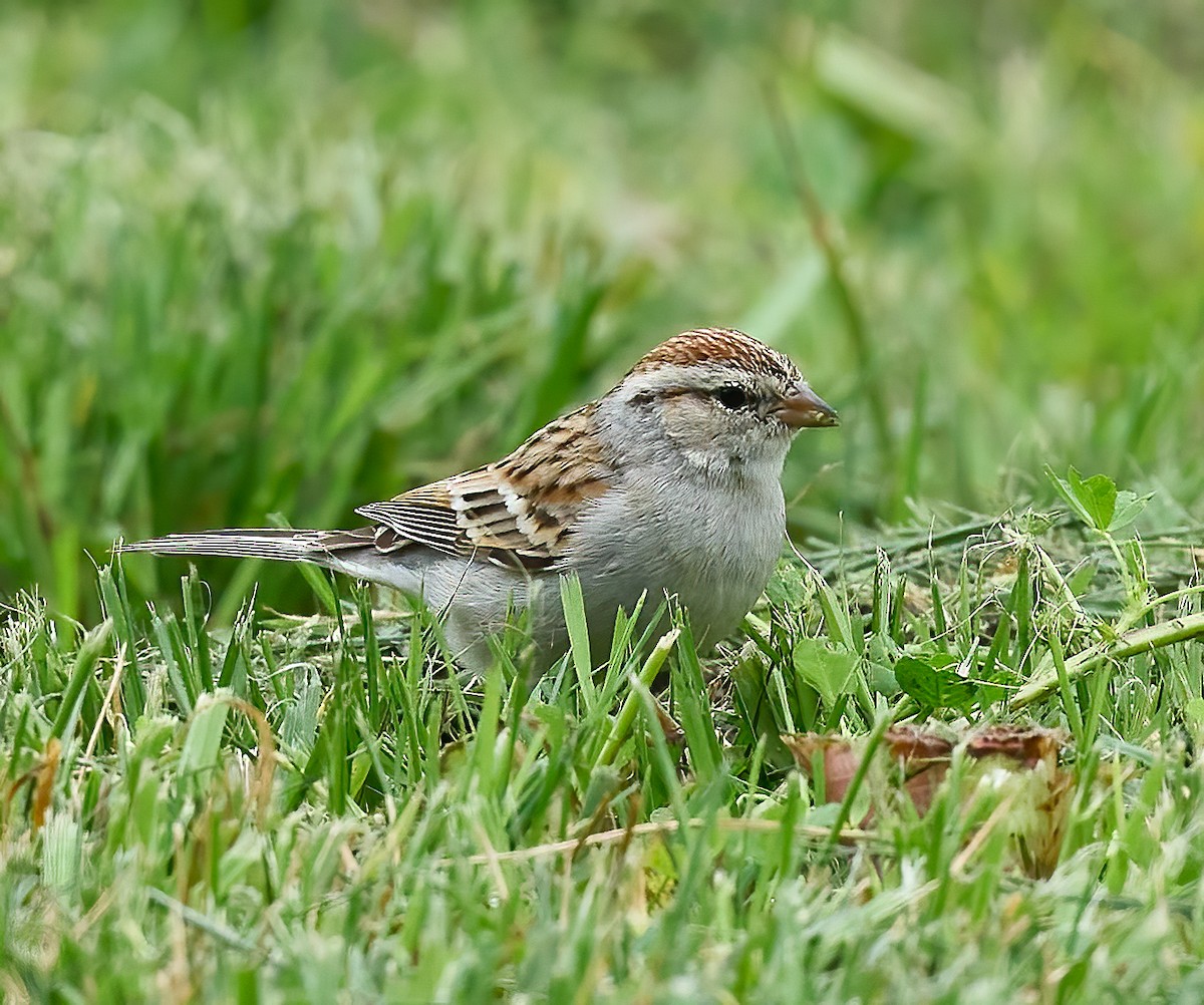 Chipping Sparrow - ML615518076