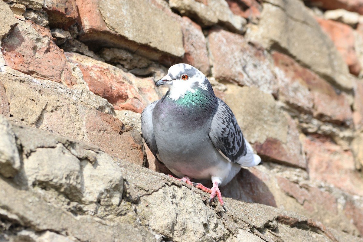 Rock Pigeon (Feral Pigeon) - Gareth Bowes