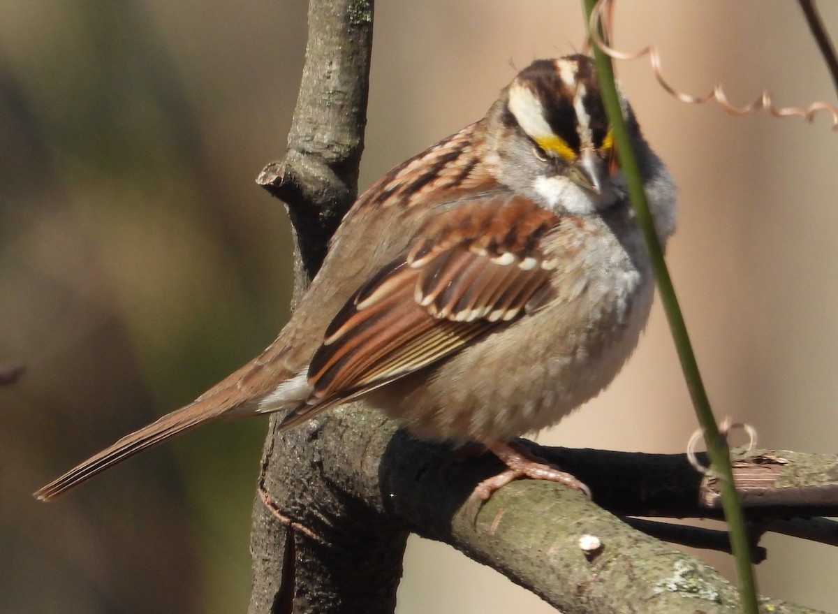 White-throated Sparrow - ML615518326