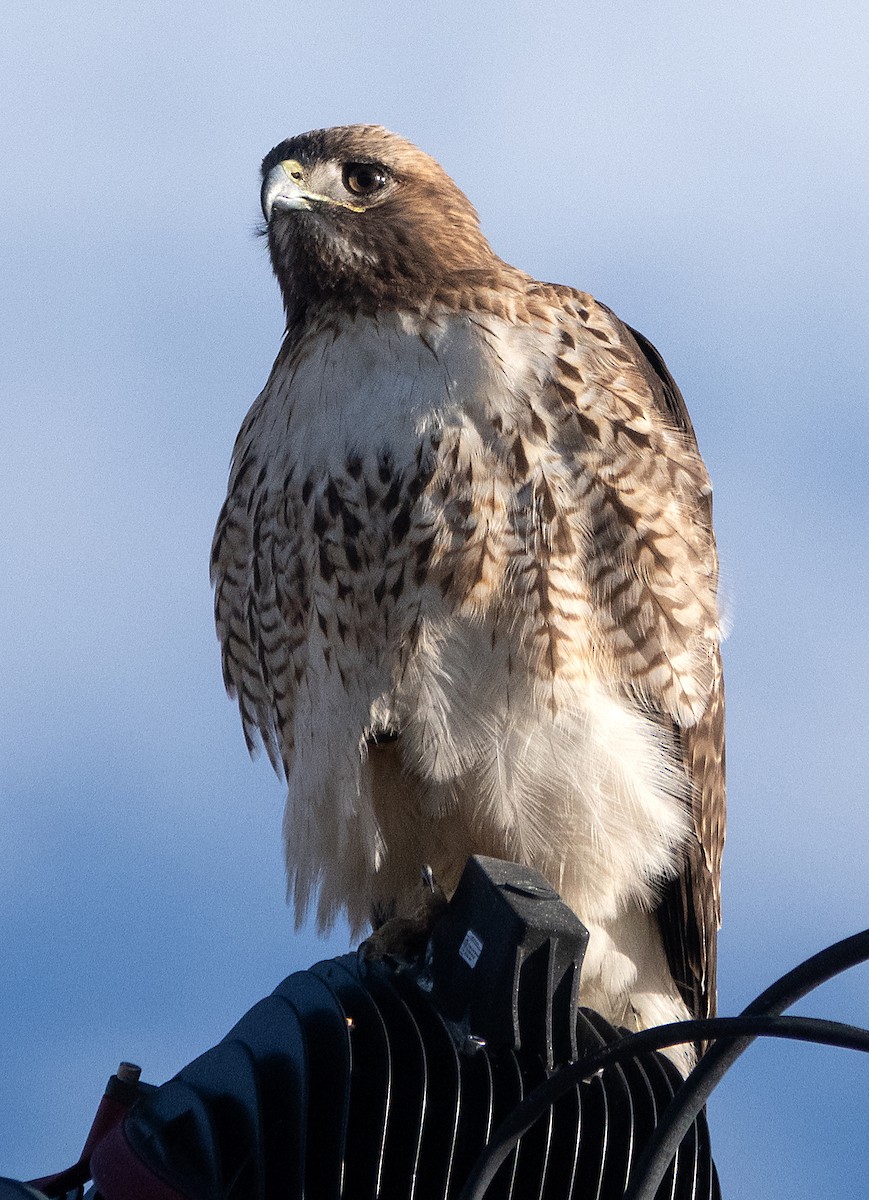Red-tailed Hawk - ML615518420
