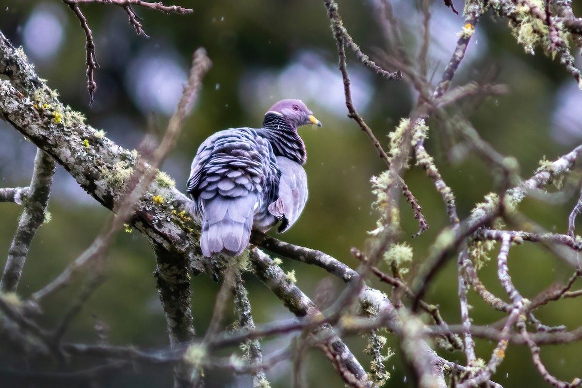 Band-tailed Pigeon - ML615518442