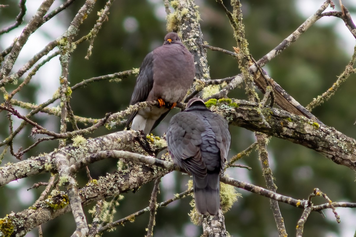 Band-tailed Pigeon - John C Sullivan