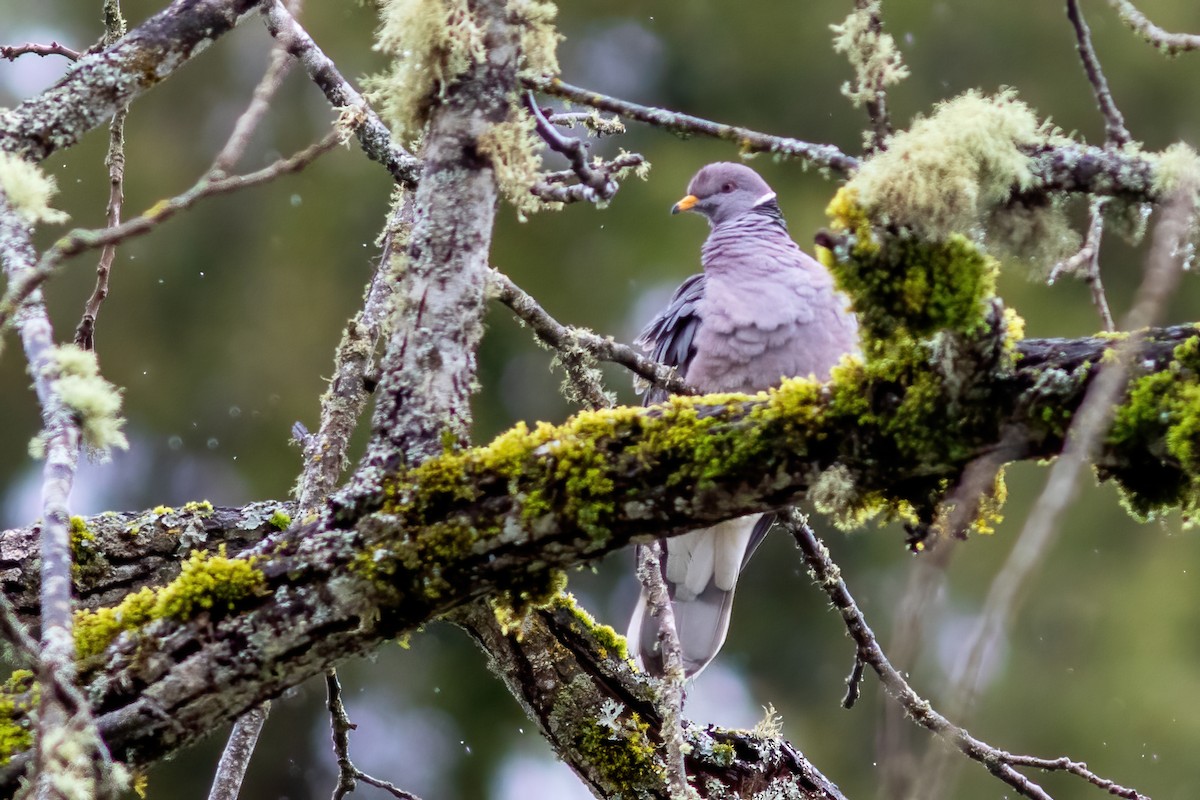 Band-tailed Pigeon - ML615518445