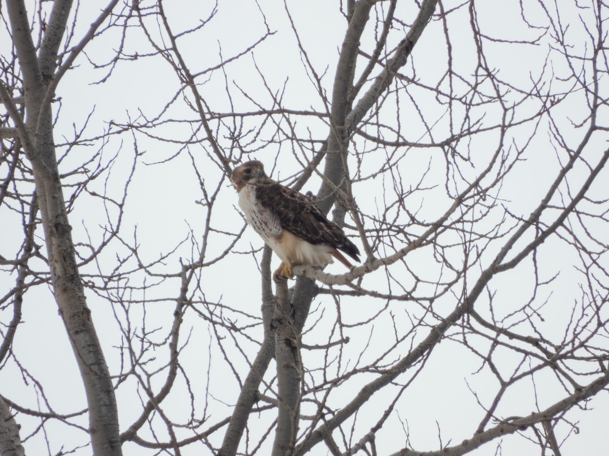 Red-tailed Hawk - ML615518677