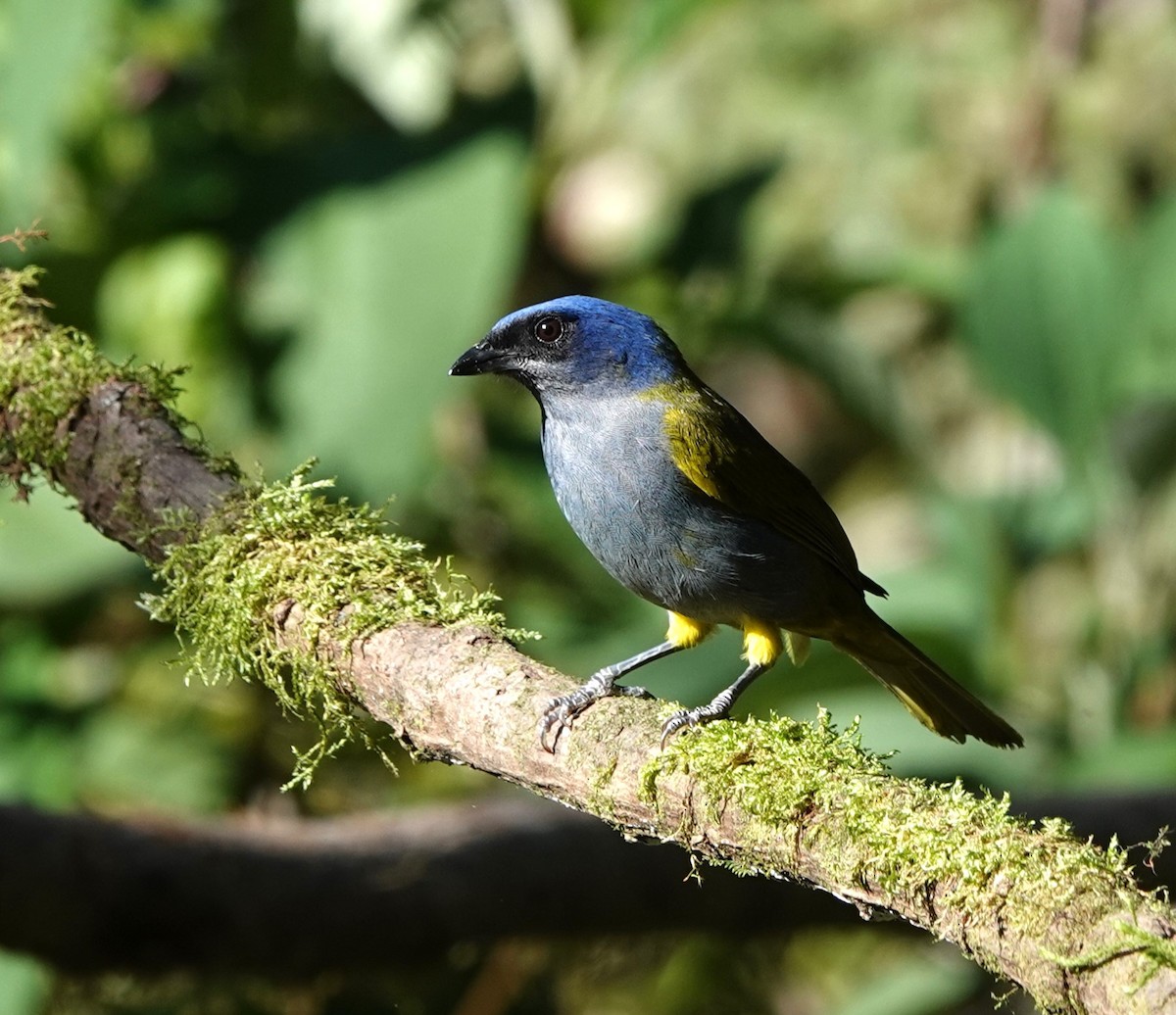 Blue-capped Tanager - ML615518748