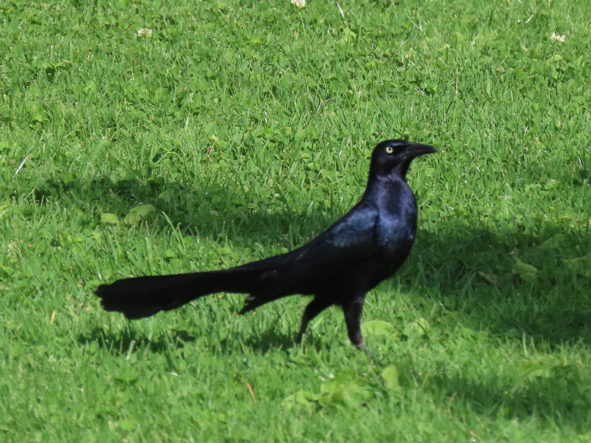 Great-tailed Grackle - ML615518782