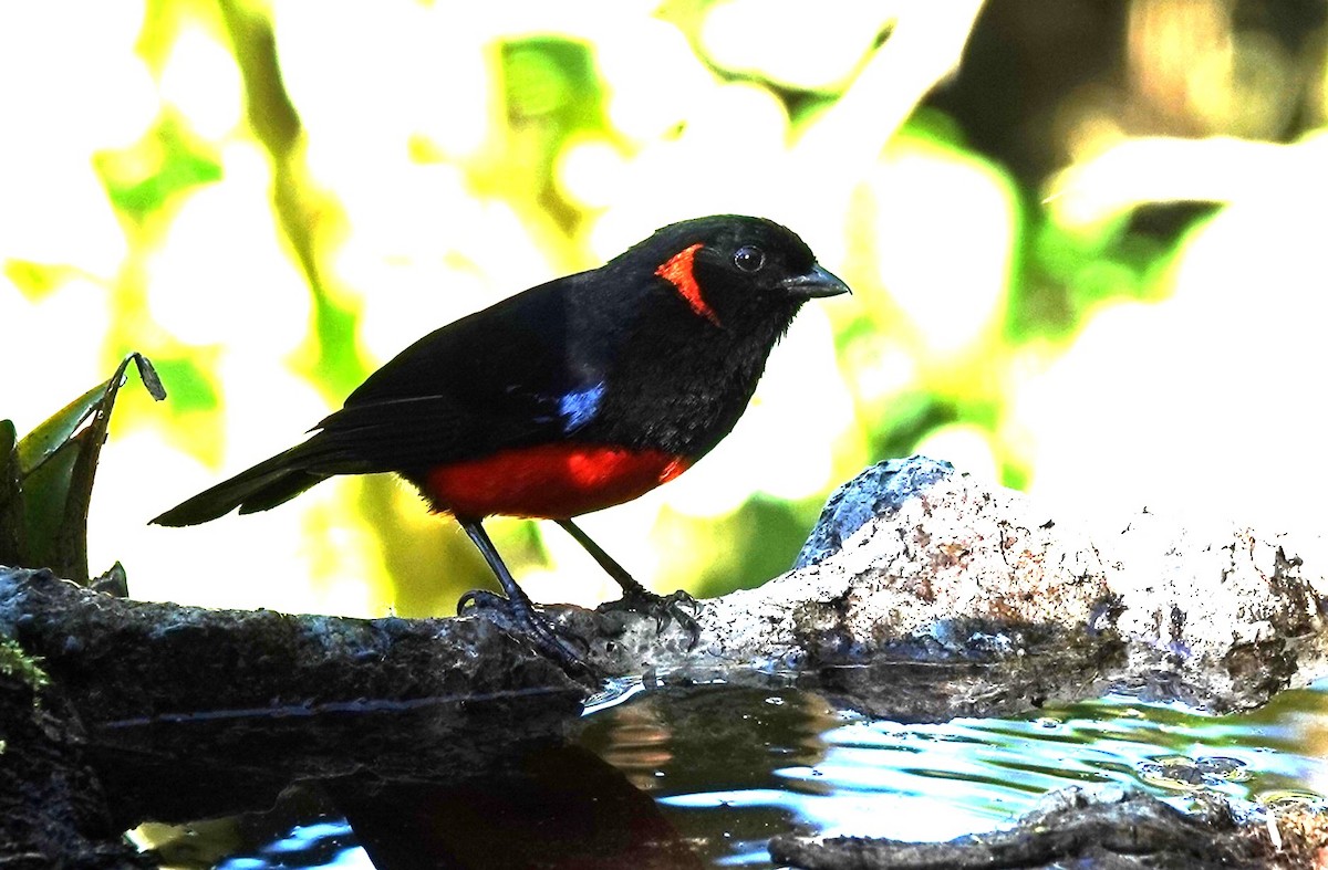Scarlet-bellied Mountain Tanager - ML615518793