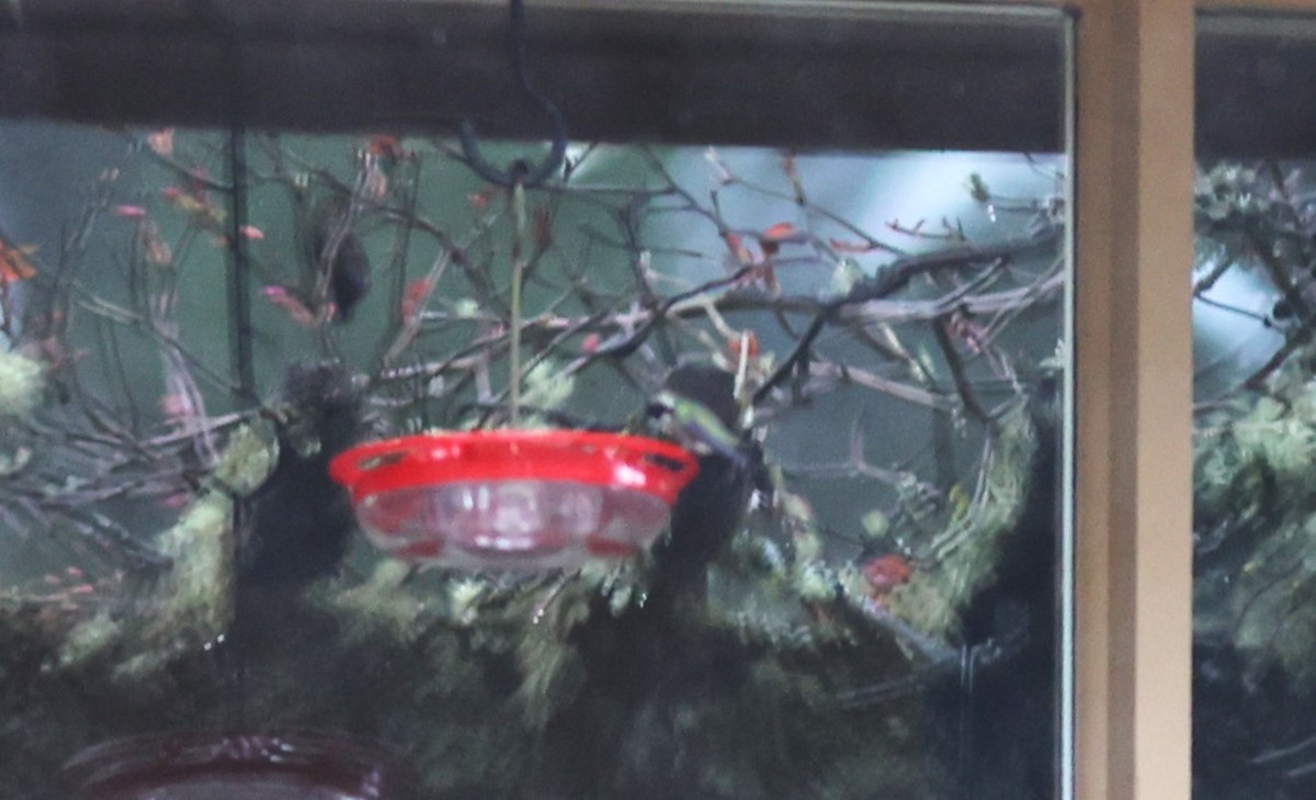 Costa's Hummingbird - ML615519178