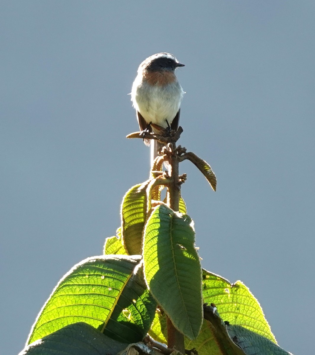 Rufous-breasted Chat-Tyrant - ML615519616