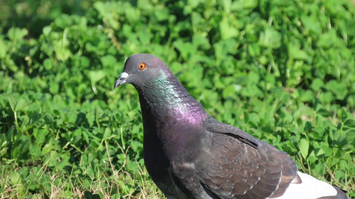 Rock Pigeon (Feral Pigeon) - ML615519620