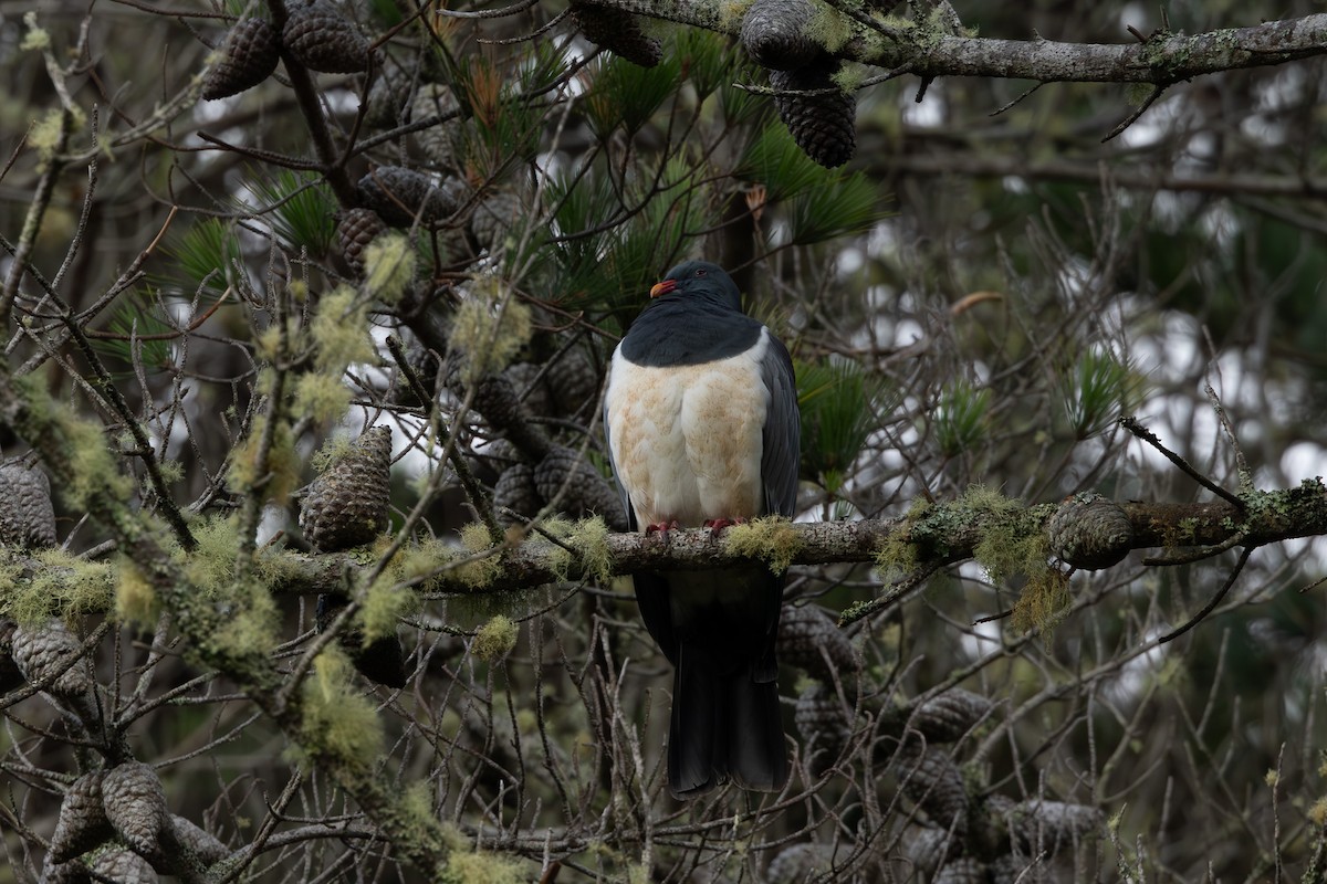 Chatham Island Pigeon - ML615519668