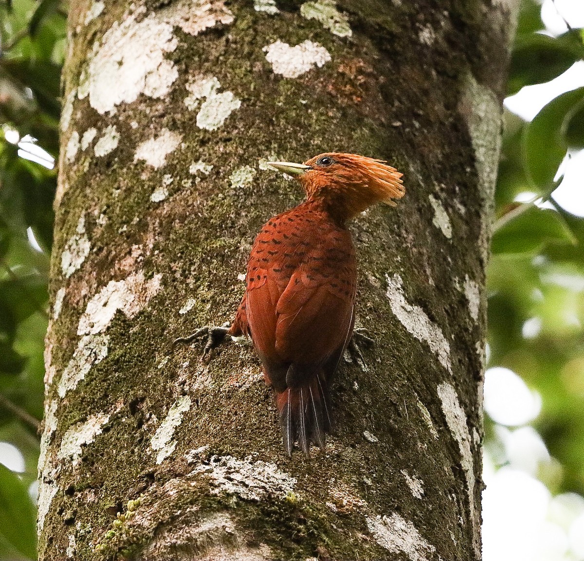 Chestnut-colored Woodpecker - ML615519672