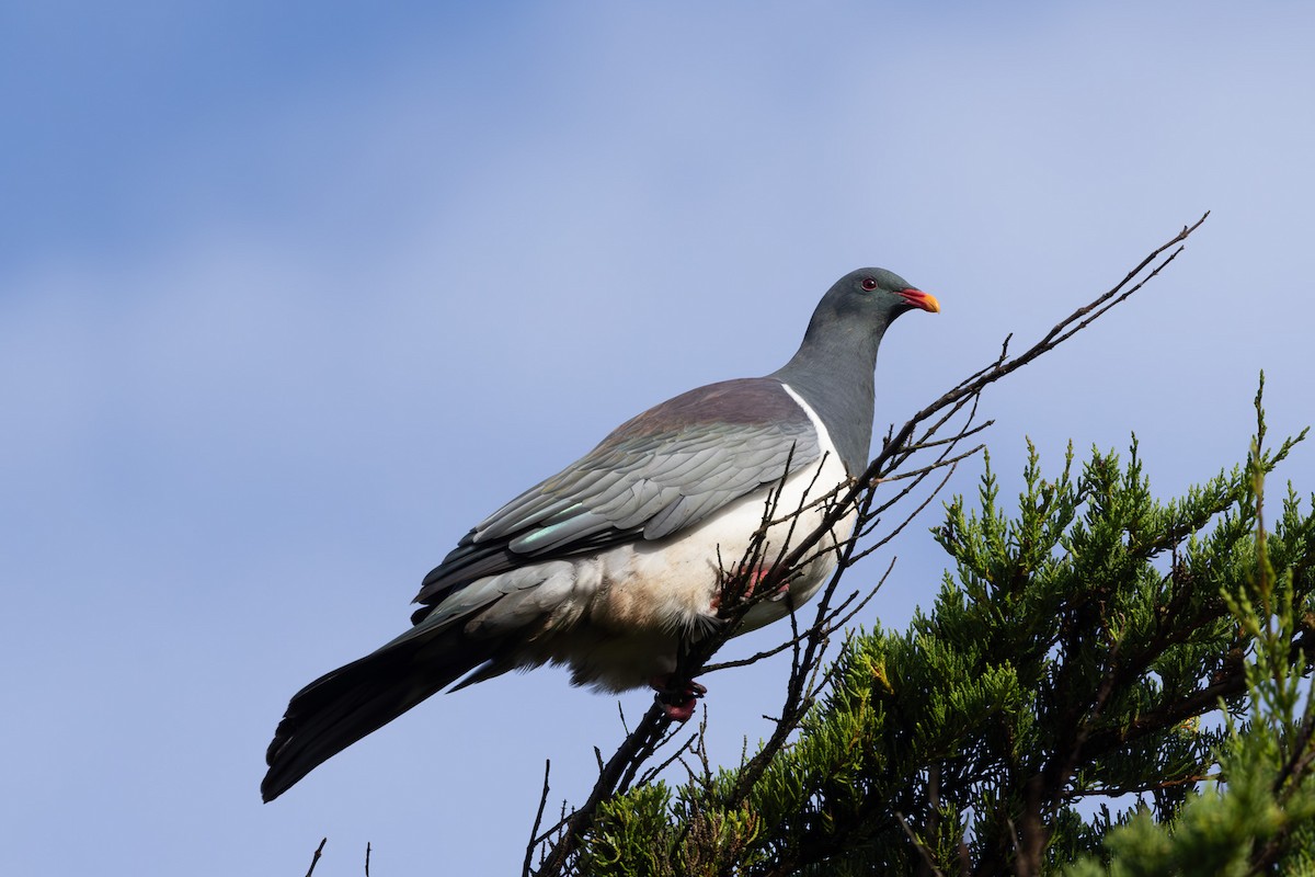 Chatham Island Pigeon - ML615519783