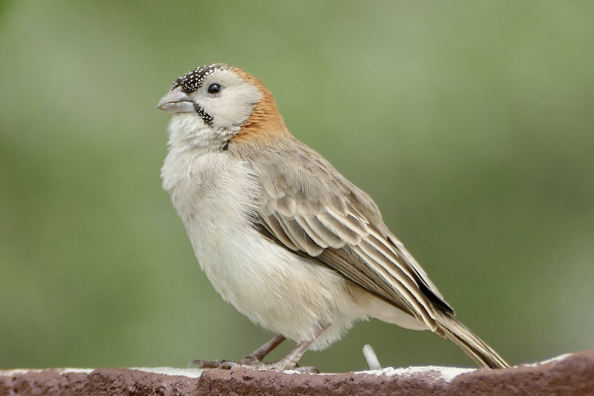 Speckle-fronted Weaver - ML615519834