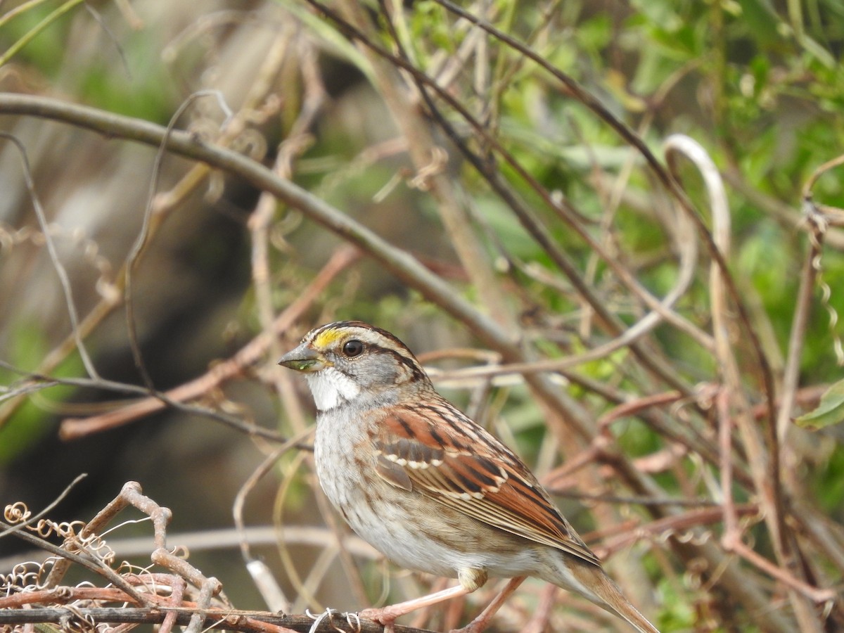 White-throated Sparrow - ML615519881