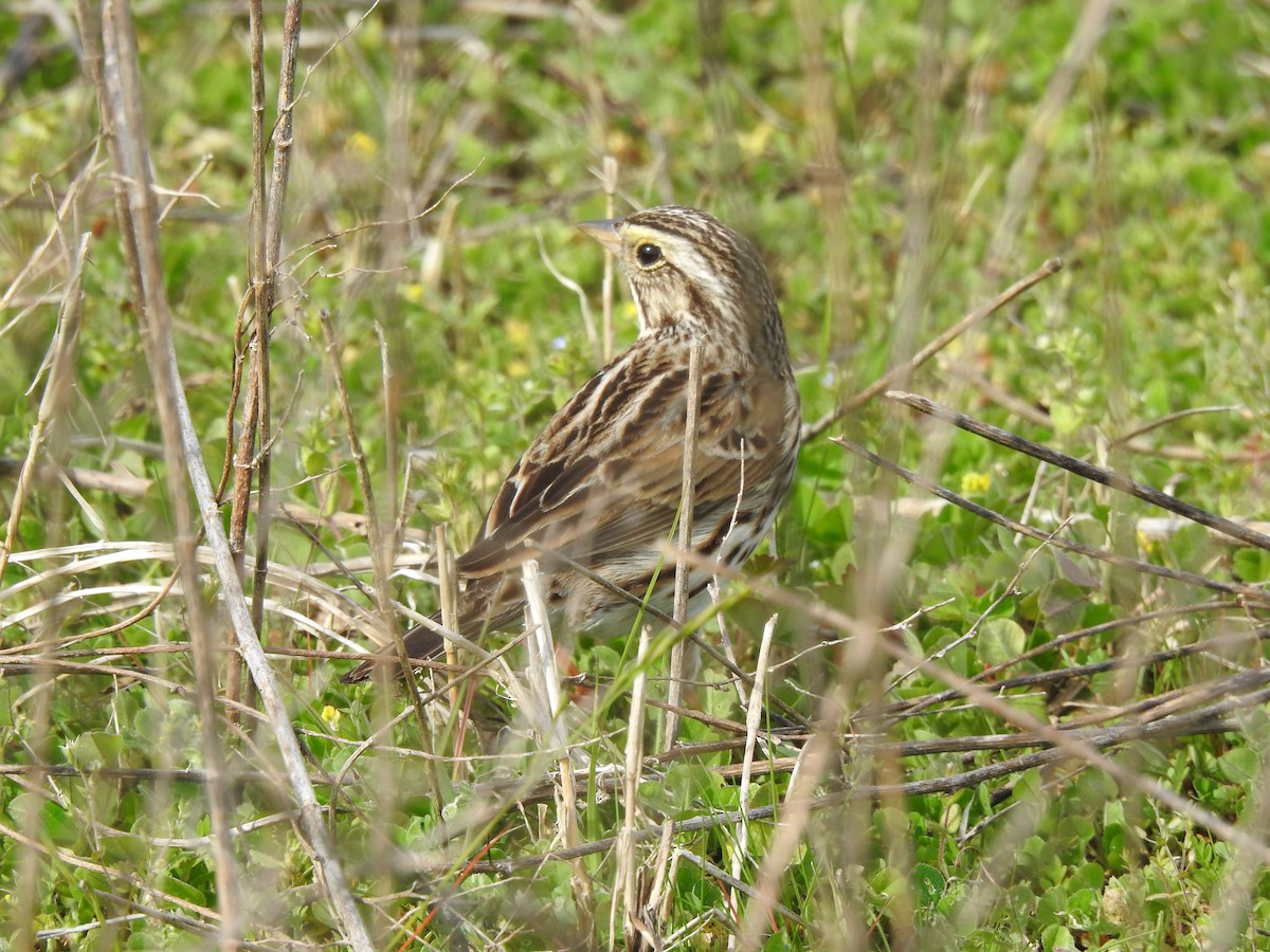 Savannah Sparrow - ML615519913