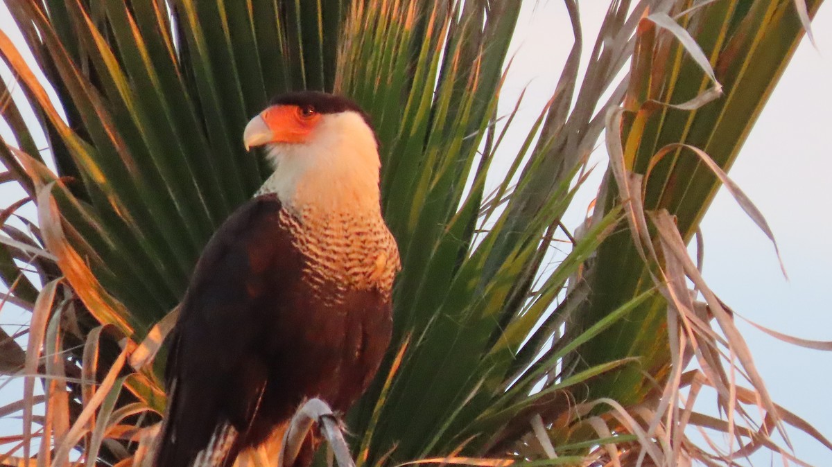 Crested Caracara (Northern) - Anonymous