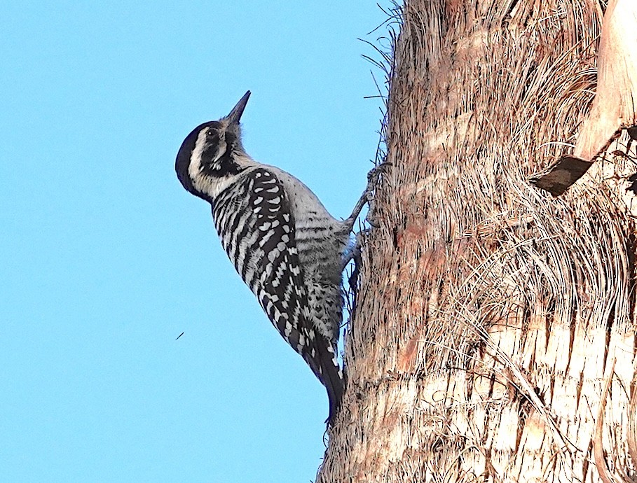 Ladder-backed Woodpecker - ML615520188