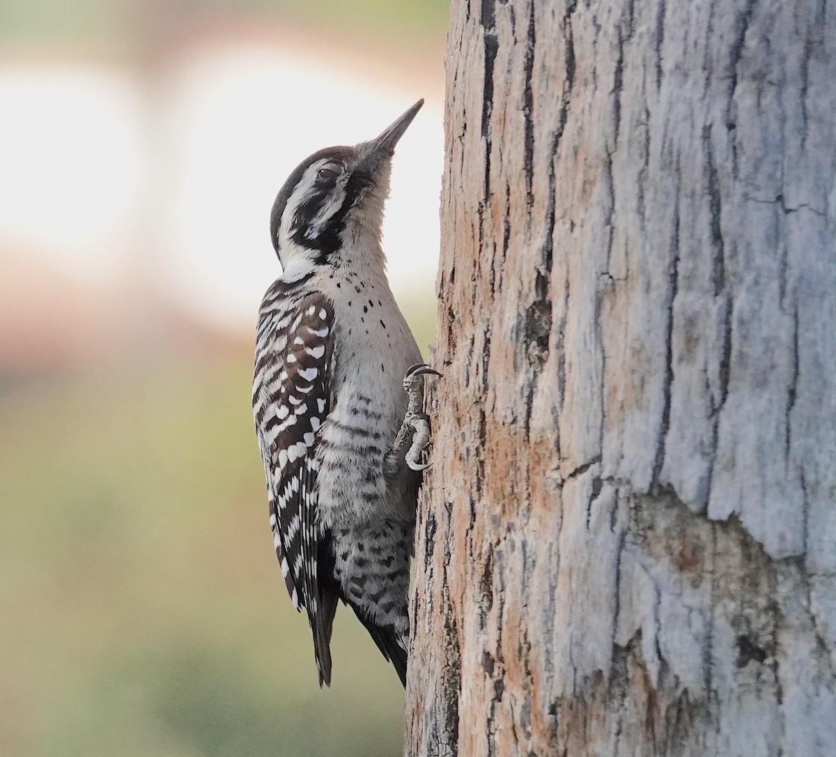 Ladder-backed Woodpecker - ML615520190